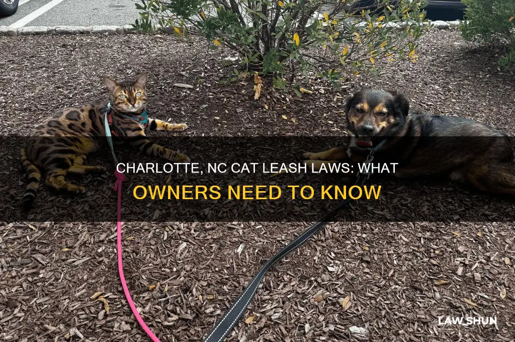 is there a leash law for cats i charlotte nc