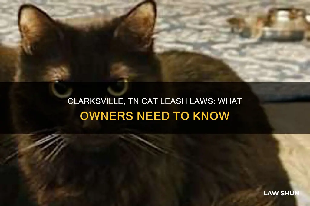 is there a leash law for cats in clarksville tennessee