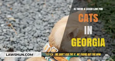 Georgia Cat Leash Laws: What Owners Need to Know