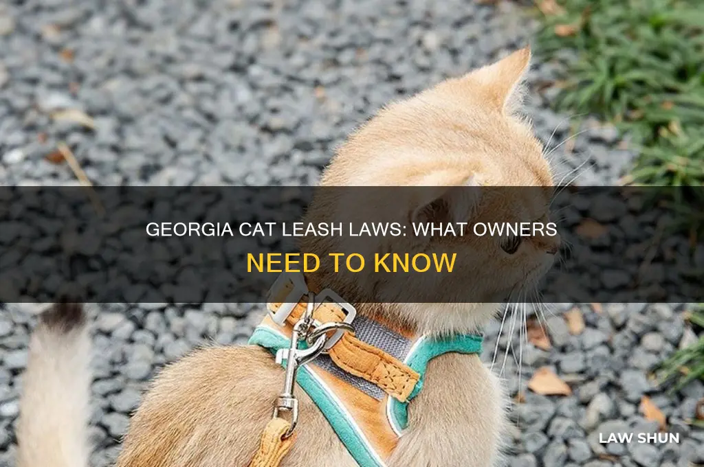 is there a leash law for cats in georgia