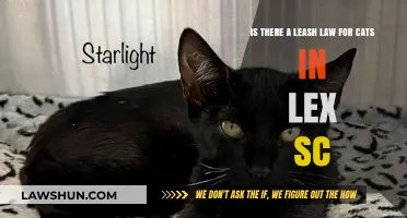 Lexington, SC Cat Leash Laws: What Owners Need to Know