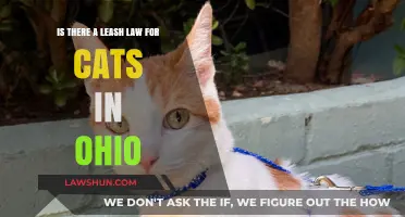 Ohio Cat Leash Laws: What Owners Need to Know