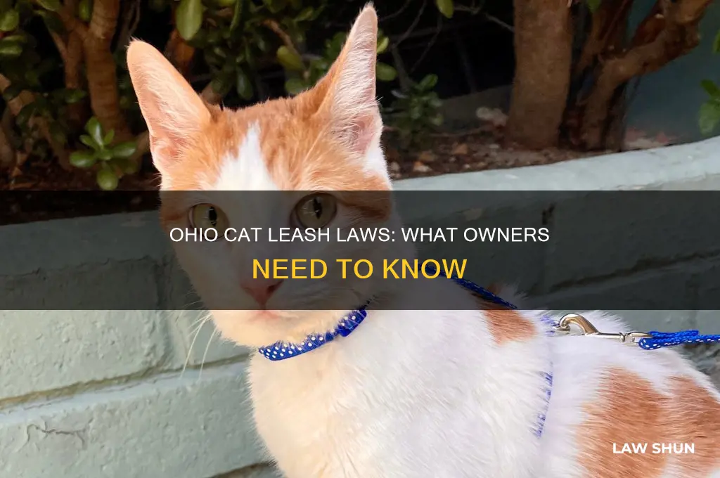 is there a leash law for cats in ohio