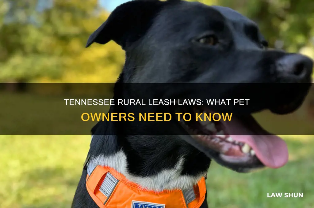 is there a leash law for rural areas in tennessee