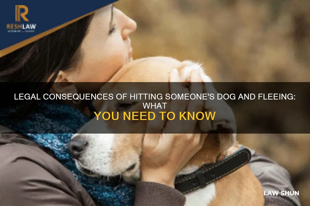is there any law for hitting someones dog and leaving