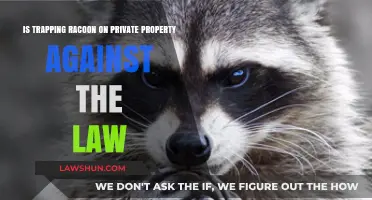 Is Trapping Raccoons on Private Property Legal? Know the Law