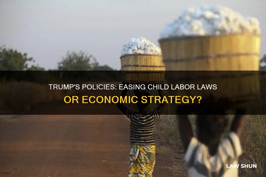 is trump rolling back child labor laws