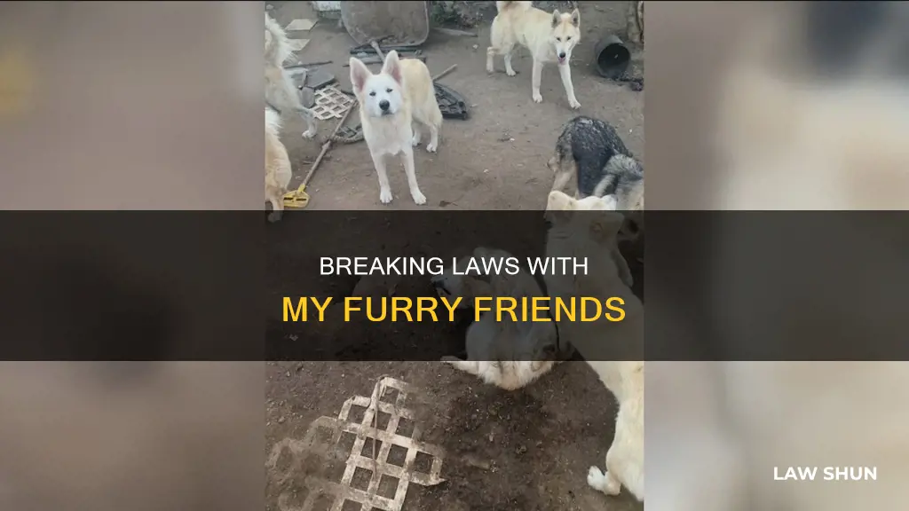 me and my dogs break laws