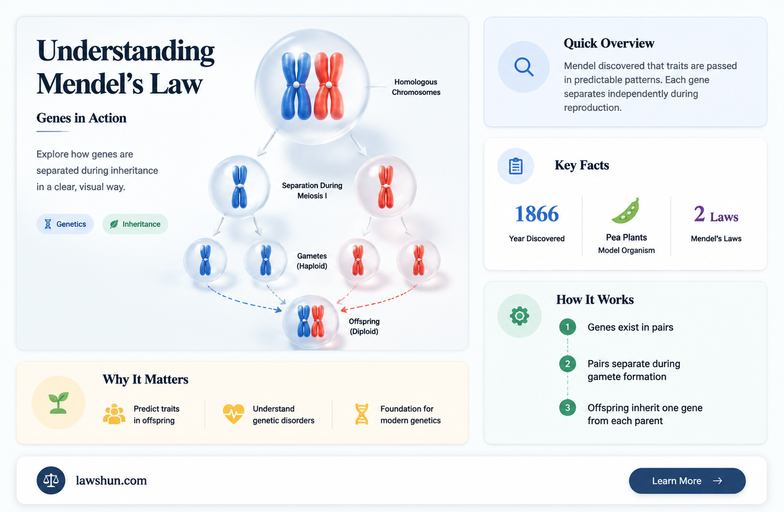 are genes separated in mendels law