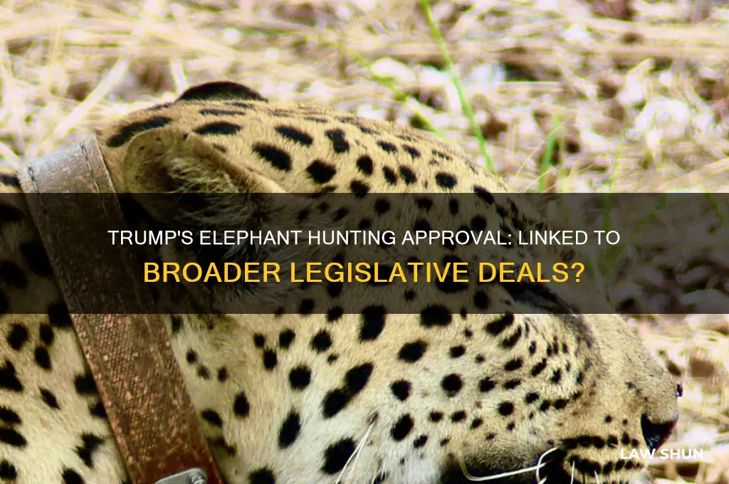 was trumps ok of elephant hunting tied to other laws