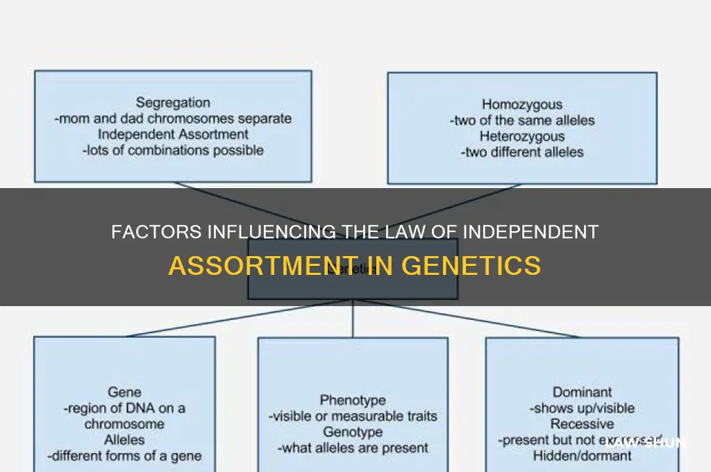 what affects law of independent assortment