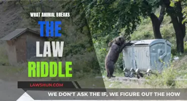 The Law-Breaking Animal: Riddle Mystery Unveiled