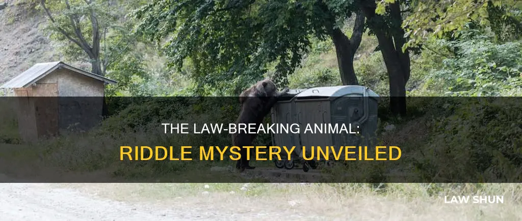 what animal breaks the law riddle