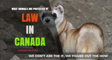 Canadian Wildlife: Legally Protected Animals