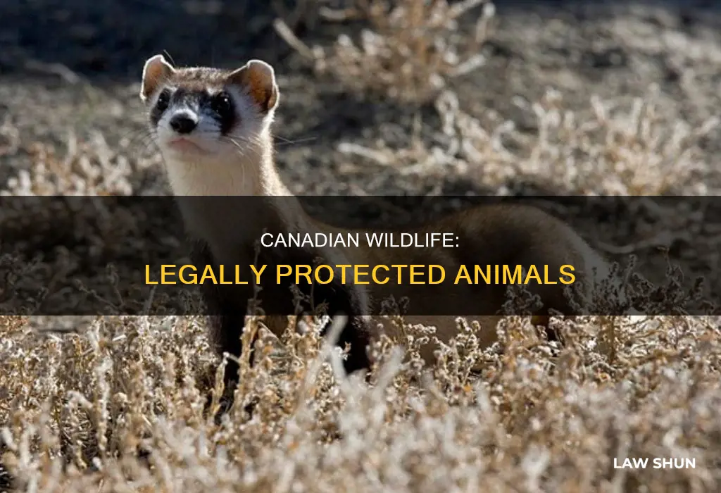 what animals are protected by law in canada