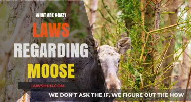 Unbelievable Moose Laws: Strange Regulations You Won't Believe Exist