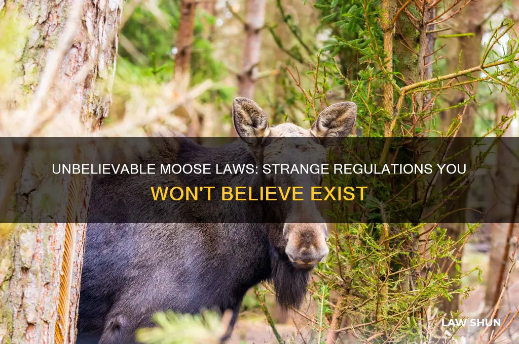 what are crazy laws regarding moose