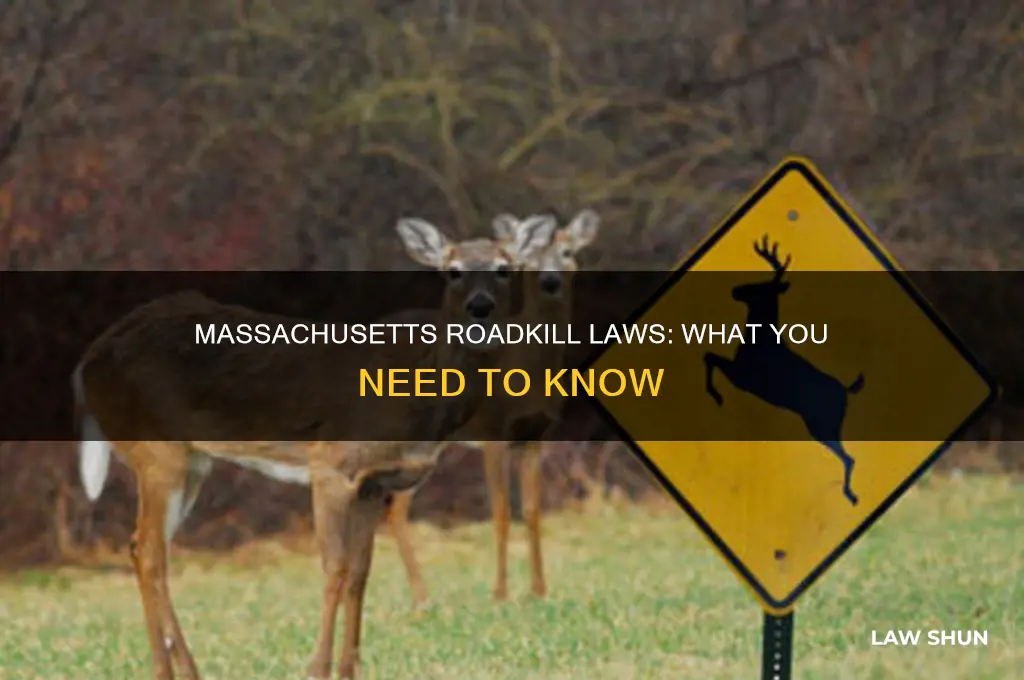 what are massachusetts laws regarding a roadkill
