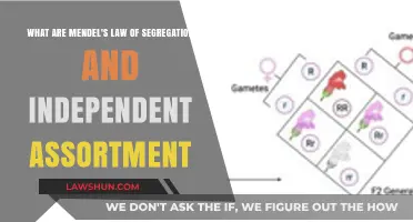 Understanding Mendel's Laws: Segregation and Independent Assortment Explained