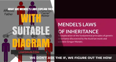 Understanding Mendel's Laws: Principles of Inheritance Explained with Diagrams