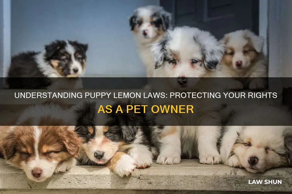 what are puppy lemon laws