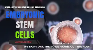 Current US Embryonic Stem Cell Laws: Regulations and Ethical Considerations