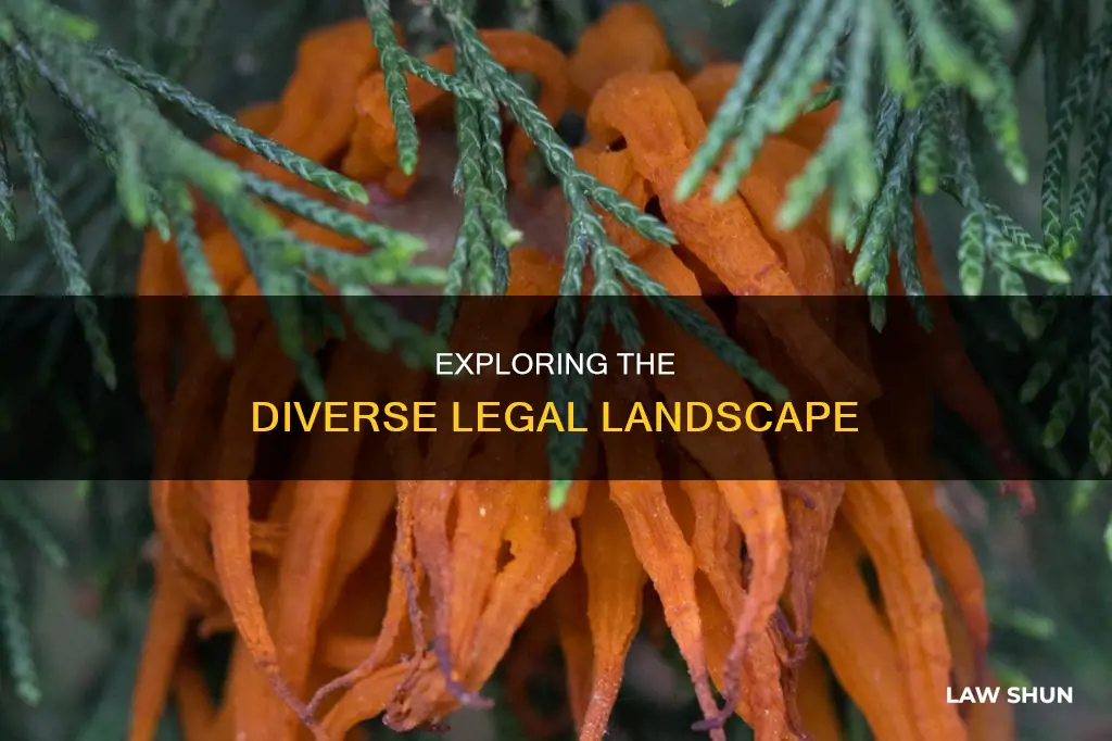what are the different areas of law