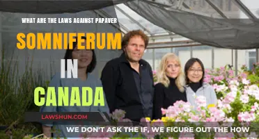 Papaver Somniferum Laws in Canada: What's Allowed?