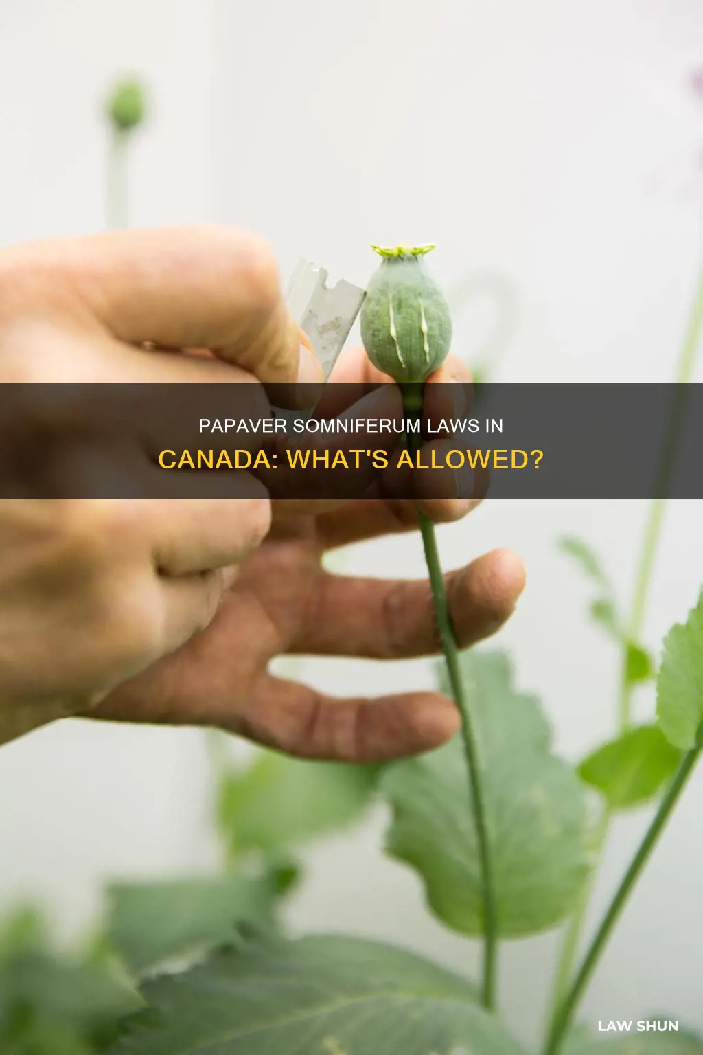 what are the laws against papaver somniferum in canada