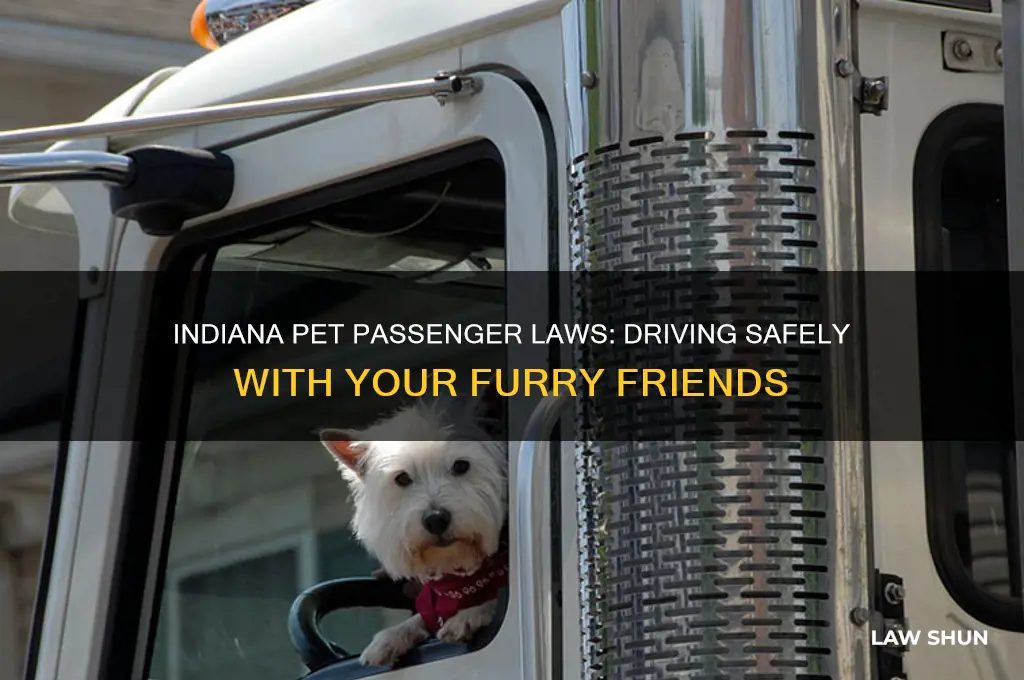 what are the laws for driving with pets in indiana