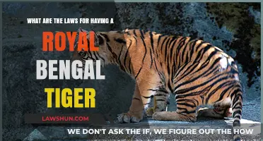 Royal Bengal Tiger Ownership: Legalities, Laws, and Conservation Rules