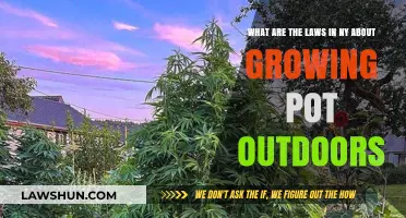Growing Cannabis Outdoors in NY: Understanding the Legal Landscape