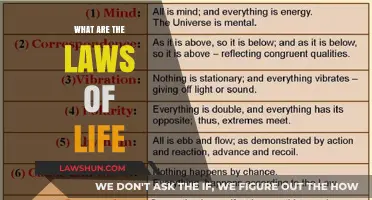 Exploring the Universal Laws That Govern Our Existence
