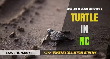 North Carolina Turtle Ownership: Legal Requirements and Regulations Explained
