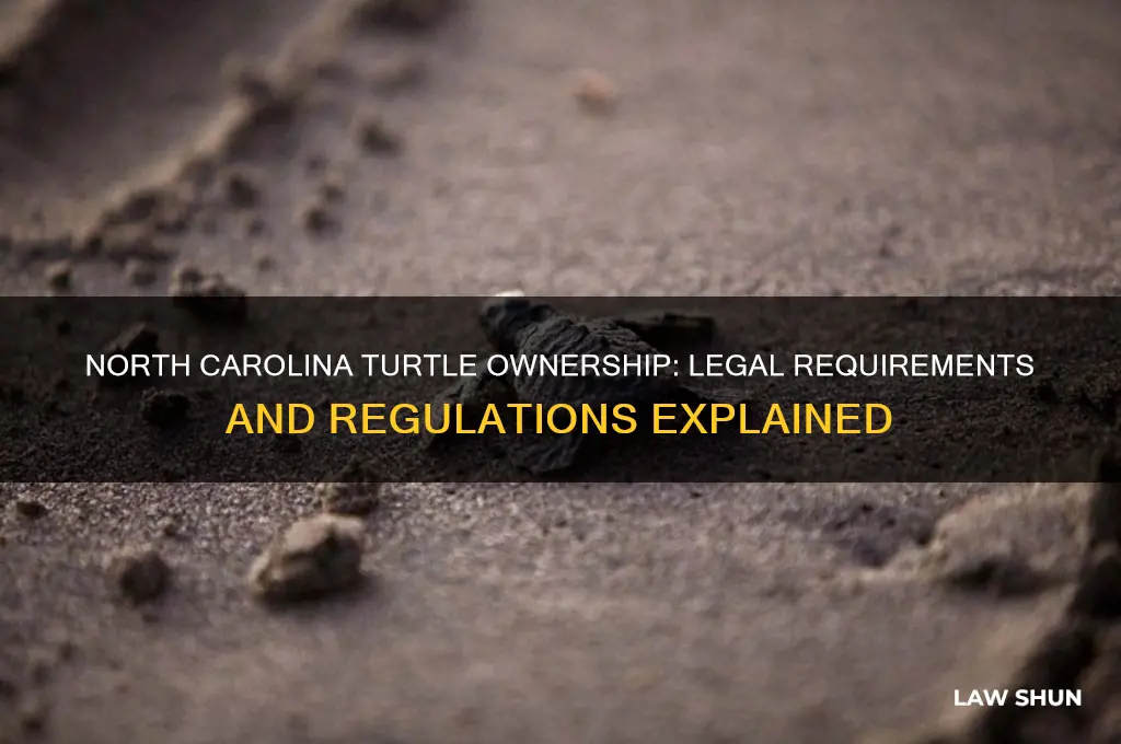 what are the laws on buying a turtle in nc