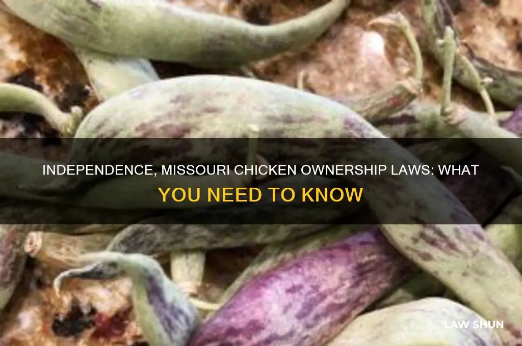 what are the laws on owning chickens in independence missouri