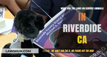 Riverside, CA Service Animal Laws: Rights, Regulations, and Accessibility