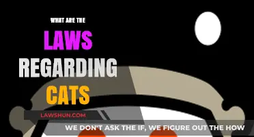 Understanding Cat Ownership: Legal Responsibilities and Rights Explained