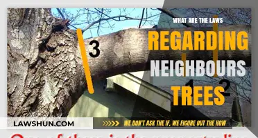 Neighbour's Trees: Understanding Your Rights and Legal Boundaries