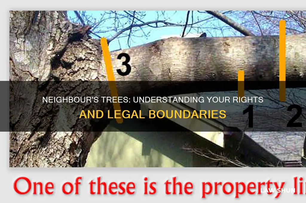 what are the laws regarding neighbours trees