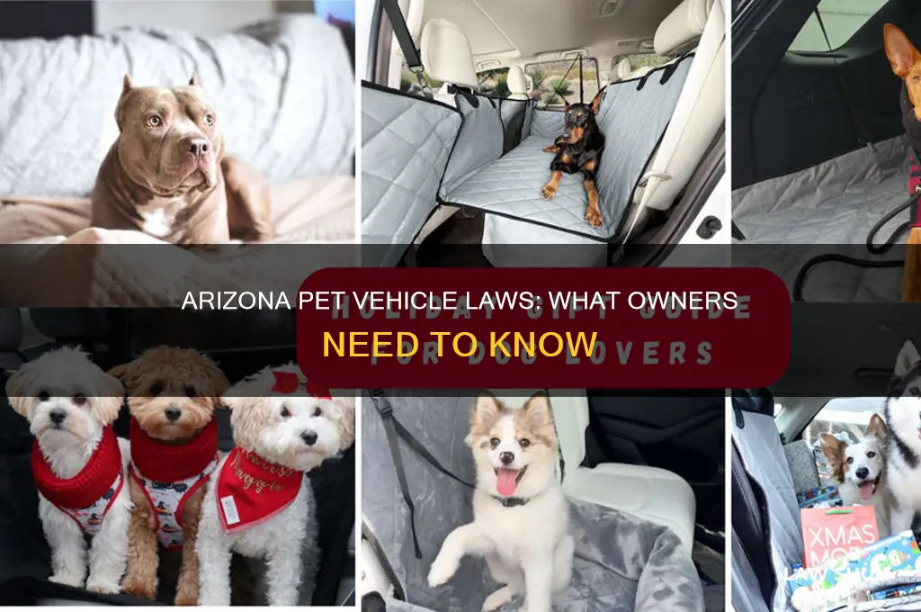 what are the laws regarding pets in vehicles in arizona