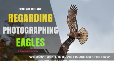 Photographing Eagles: Understanding Legal Boundaries and Conservation Laws