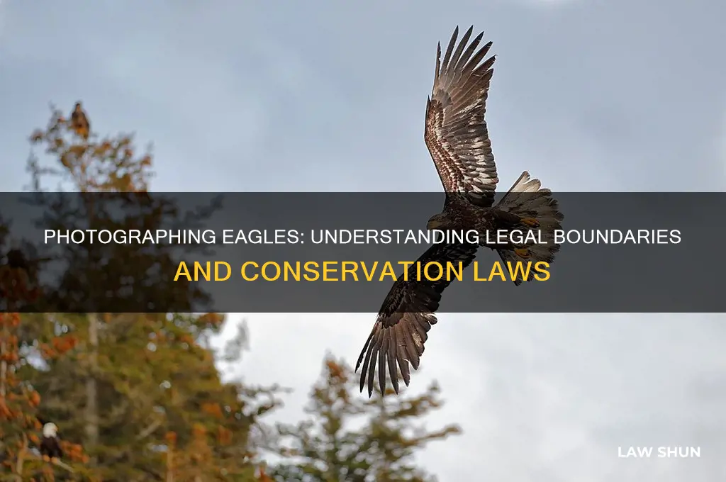 what are the laws regarding photographing eagles