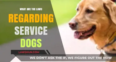 Understanding Service Dog Laws: Rights, Responsibilities, and Public Access