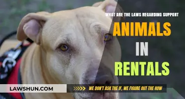 Understanding Rental Laws for Support Animals: Rights and Responsibilities