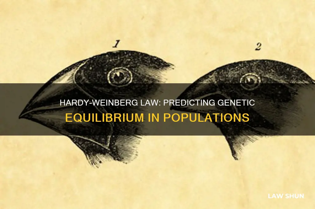 what are the predictions given by the hardy weinberg law