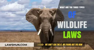 Understanding Wildlife Protection: Three Key Legal Categories Explained