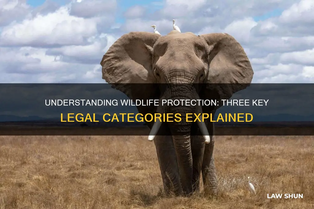 what are the three types of wildlife laws