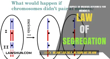 Meiosis Unveiled: Understanding the Mechanism Behind Mendel's Law of Segregation