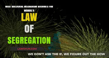 Unraveling Mendel's Law: The Biological Mechanism Behind Segregation